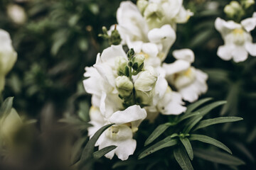 White flower on blurred green background close up
