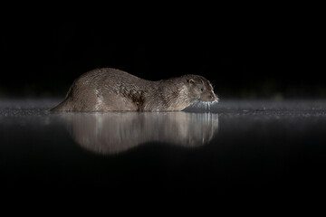 Eurasian River Otter (Lutra lutra) hunting at night in shallow water, Lincolnshire, England