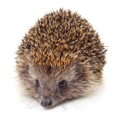 One big brown hedgehog.