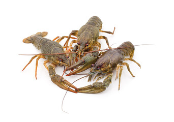 Three fresh crayfish.