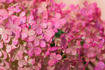 Background of pink hydrangea flowering close up, vivid plant with  blossoms  in autumn time , close up nature details 