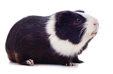 One guinea pig.