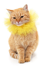 Kitten in a yellow collar.