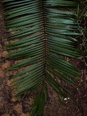 Palm leaf