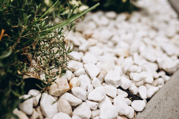 grass through stones