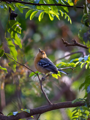 bird in the tree large billed antwren chorozinho