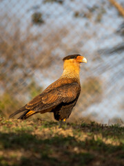 hawk brazilian bird Carcará