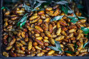 Close up larva of a pupa that is cooked to a street food of the rural folk, Thailand