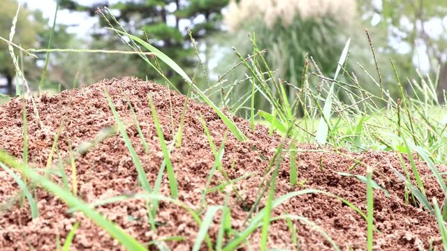 Aggressive red fire ants swarm on their mound
