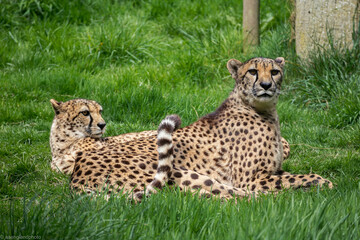 Cheetahs' in the grass
