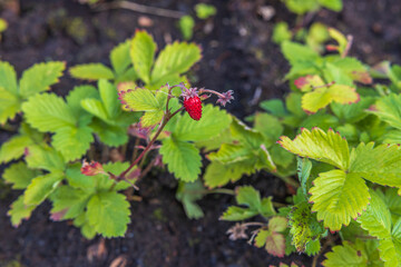 Close up view of wild strawberry bush isolated. Red berries and green leaves. 