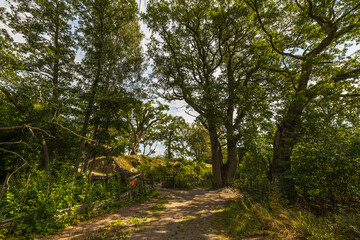 Amazing view over summer forest with green trees on and road. Gorgeous nature backgrounds. Sweden.