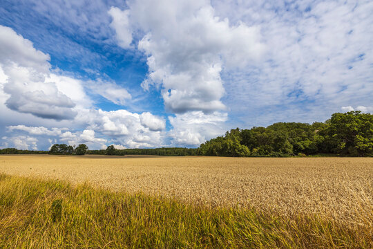 Beautiful view of of wheat field. Agriculture concept. Sweden. © Alex