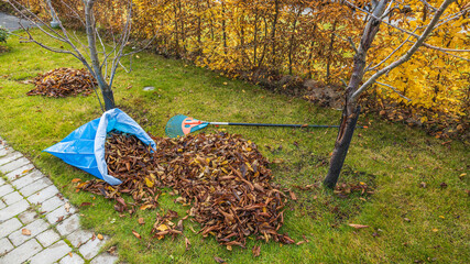 Beautiful view of fallen leaves in and rake on still green grass background. Autumn landscape. Fall season concept. Sweden.