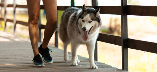 Walk your dog in hot weather. The husky pulled out her tongue from the heat. © Andrii Zastrozhnov