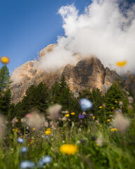 landscape with flowers mountain and clouds