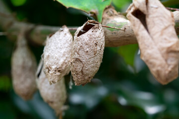 Amazing moment , Closeup   beautiful Butterflies farm. Sign In Different butterflies chrysalis on a branch 