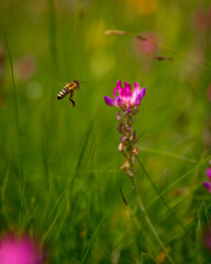 flying bee landing on a flower in the Alps meadow 