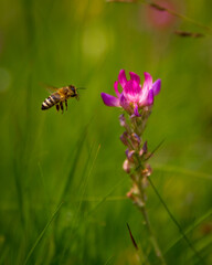 flying bee landing on a flower in the Alps meadow 