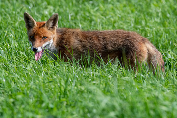 red fox vulpes in the grass
