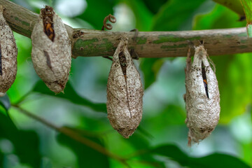 Amazing moment , Closeup   beautiful Butterflies farm. Sign In Different butterflies chrysalis on a branch 