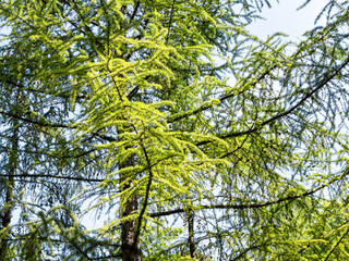 young larch needle leaves illuminated by sun