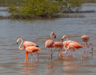 Flamingo o flamenco rosa sobre agua en plena naturaleza