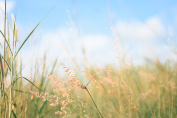 grass and sky