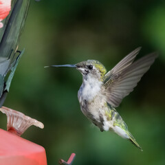 Hummingbird feeding in flight