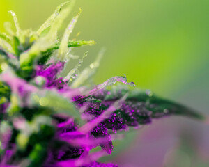 Medical marijuana plant in greenhouse. full spectrum lamp. cannabis bud background, trichomes. legalization in canada, usa and around the world.