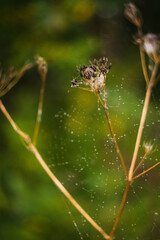 spider on a leaf