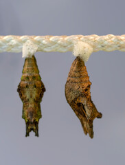 Amazing moment , Closeup   beautiful Butterflies farm. Sign In Different butterflies chrysalis on a branch 
