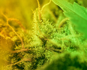 Close-up Marijuana Bud. Macro of trichomes on female cannabis indica plant leaf. Cannabis flower...