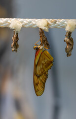 Amazing moment , Closeup   beautiful Butterflies farm. Sign In Different butterflies chrysalis on a branch 