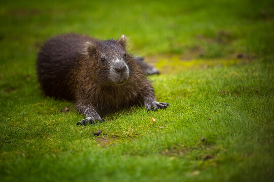 cuban hutia in the nature park