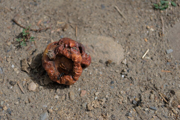 Soldier ants collecting food.