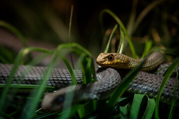 Naklejka na ściany i meble eastern montpellier snake in nature