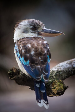 Blue-winged Kingfisher portrait in nature