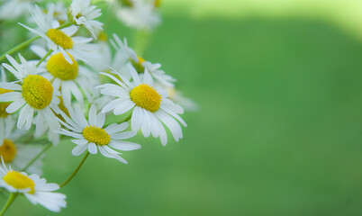 Blooming camomille flowers in meadow. Chamomile and green defocused grass background.