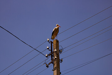 Stork sitting on a power pole on a background of clear blue sky