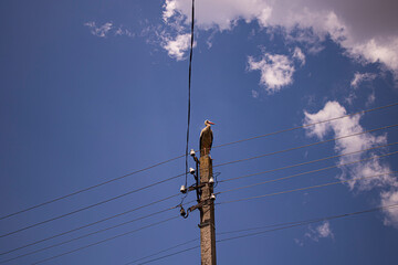 Stork sitting on a pole on a background of blue sky