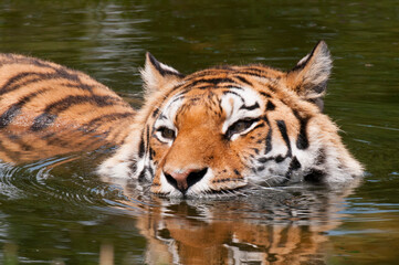 Fototapeta na wymiar Tiger resting in a pond to fight the summer hot