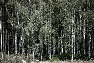 birch tree forest as background, barks and trunks, focus on the middle