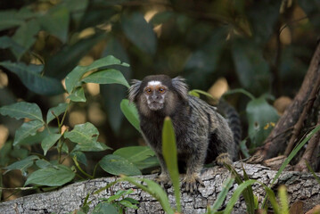 Common Marmoset (Callithrix jacchus) on a Trunk Tree