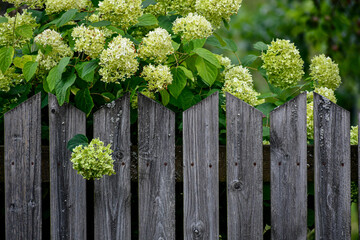 Green hydrangea on the background of a gray wooden fence. Rustic vegetation.