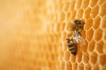 Macro photo of a bee on a honeycomb. National honey bee day. September honey month.