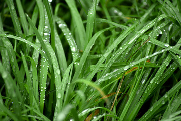 Fototapeta na wymiar Green grass after heavy rain. Silver drops on the leaves. The beauty is in the little things. 
