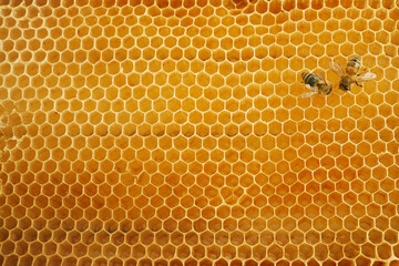 Macro photo of a bee on a honeycomb. National honey bee day. September honey month.