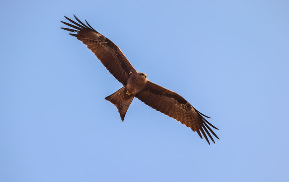 Closeup shot of a black kite hovering in a blue sky