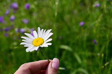 blooming chamomile with dew drops on its petals in woman's hand on background of green grass. Daisy, chamomile close-up in sun. Copy space. Selective focus